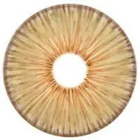 Urban Layer New York Brown